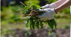 Winter Weed Control: Steps to a Weed-Free Spring